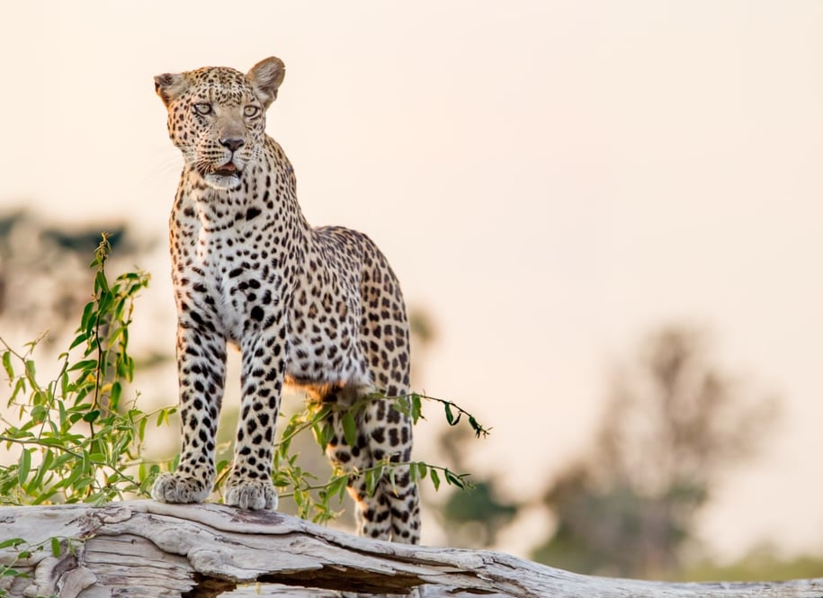 botswana_leopard_deon-de-villiers-KOrgMan6xjQ-unsplash_tf9qbn